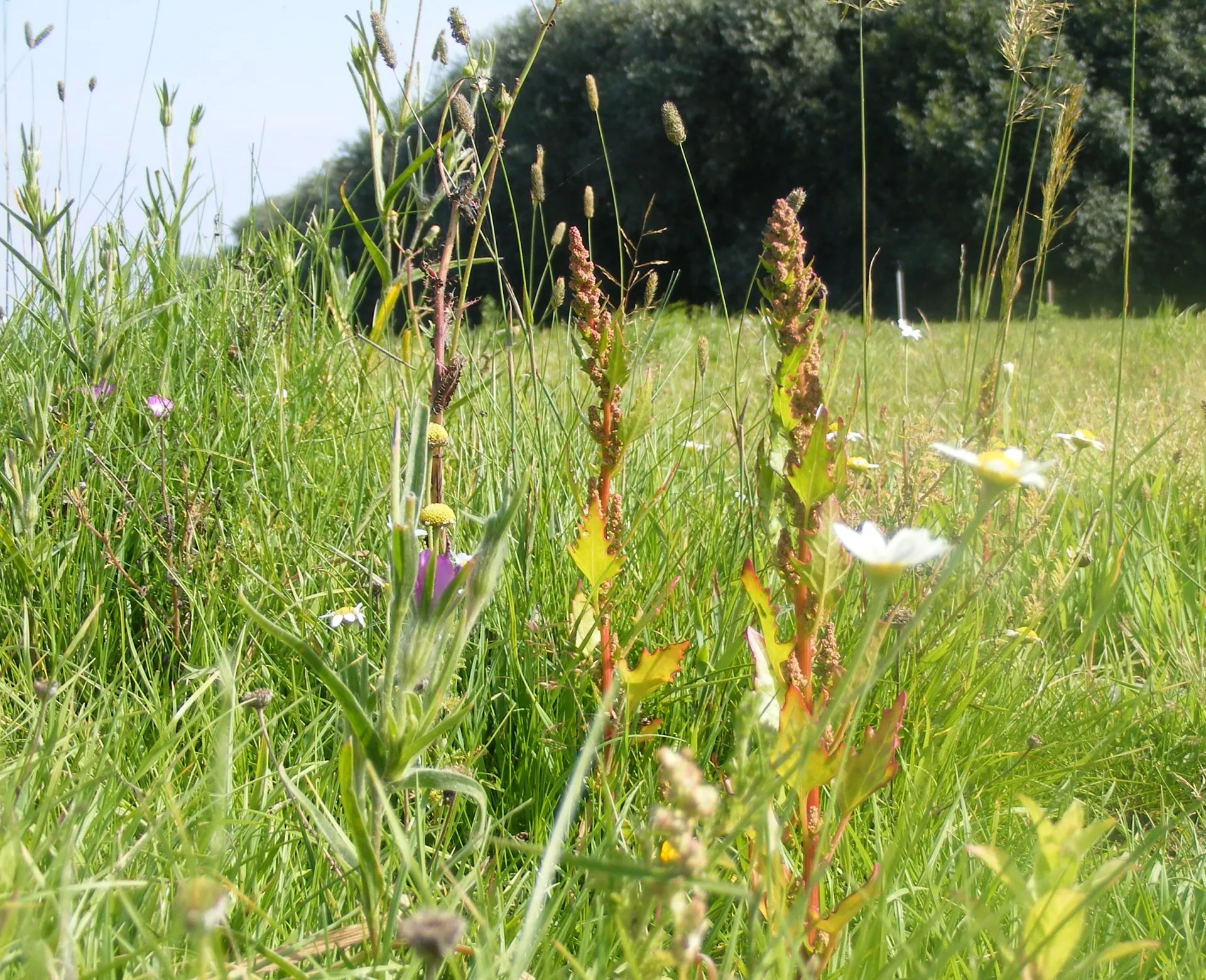 Wildflower Matting